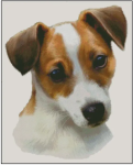 (image for) Jack Russell Terrier (No Background)
